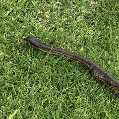 Notechis scutatus occidentalis