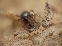 Enoplognatha