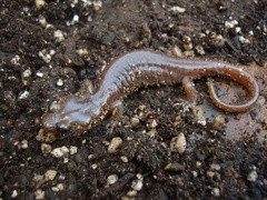 Aneides lugubris