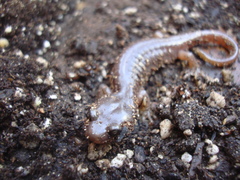 Aneides lugubris