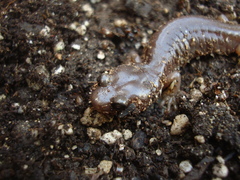 Aneides lugubris