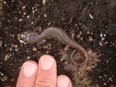 Aneides lugubris