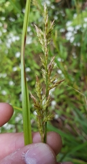 Carex ramosa
