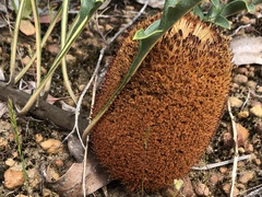 Banksia blechnifolia
