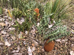 Banksia blechnifolia