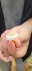 Clitocybula oculus