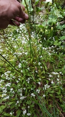 Carex ramosa