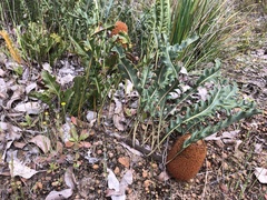 Banksia blechnifolia