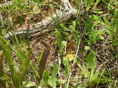 Boloria euphrosyne