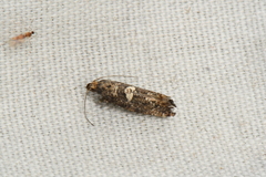 Acrolepiopsis assectella
