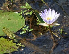 Nymphaea nouchali