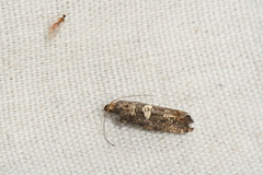 Acrolepiopsis assectella