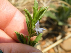 Dyschoriste costata