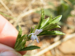 Dyschoriste costata
