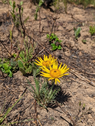 Gorteria angustifolia image