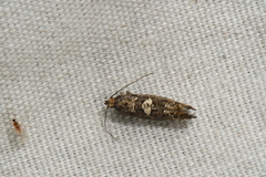Acrolepiopsis assectella