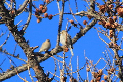 Linaria flavirostris
