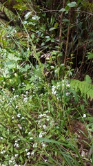 Carex ramosa