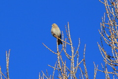 Linaria flavirostris