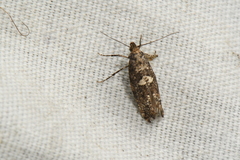 Acrolepiopsis assectella