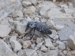 Capnodis cariosa