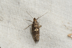 Acrolepiopsis assectella