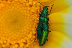 Psilothrix viridicoerulea