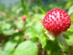 Potentilla hebiichigo