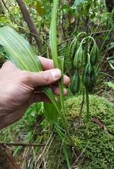 Phaius pulchellus