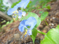 Commelina benghalensis
