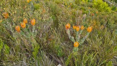 Mimetes pauciflorus