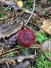 Cortinarius sanguineus