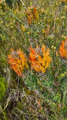 Mimetes pauciflorus