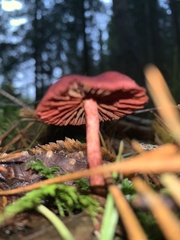 Cortinarius sanguineus
