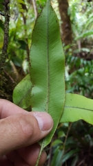 Elaphoglossum