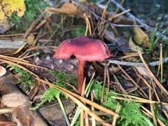 Cortinarius sanguineus