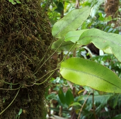 Elaphoglossum
