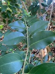 Ligustrum lucidum