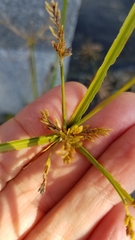 Cyperus iria