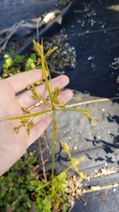 Cyperus iria