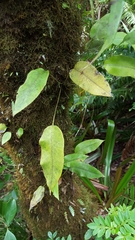 Elaphoglossum