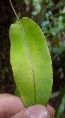 Elaphoglossum