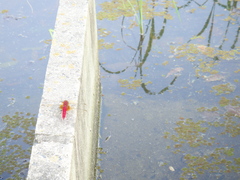 Crocothemis servilia mariannae