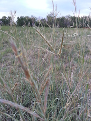 Andropogon hallii