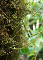 Elaphoglossum