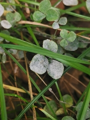 Erysiphe trifoliorum