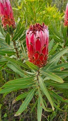 Protea neriifolia