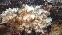 Phlebia centrifuga