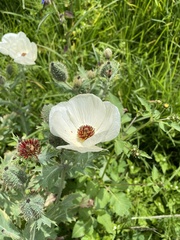Argemone platyceras
