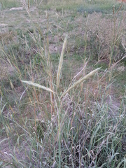 Andropogon hallii